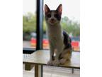 Louisa Domestic Shorthair Young Female