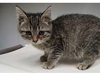 Peaches Domestic Shorthair Kitten Female