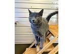 Orian Domestic Shorthair Young Male