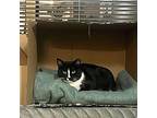 Chard Sackman Domestic Shorthair Adult Female