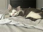 Lily Grace ***Courtesy Post*** Domestic Shorthair Adult Female