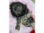 Jewel Domestic Longhair Kitten Female
