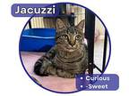 Jacuzzi Domestic Shorthair Kitten Female