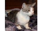 Charlie Domestic Shorthair Adult Female