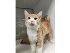 Leo Domestic Shorthair Young Male
