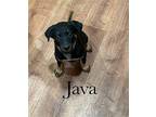 Java Mixed Breed (Medium) Puppy Female