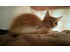 Eric the Red Domestic Longhair Kitten Male