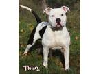 Thing American Staffordshire Terrier Adult Male