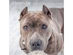 Queenie American Pit Bull Terrier Senior Female