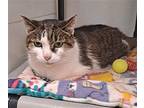 Bridget-2 Domestic Shorthair Adult Female