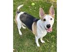 Katrina Australian Cattle Dog Adult Female