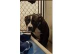 Benelli 33897-d American Pit Bull Terrier Young Male