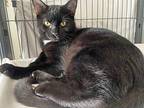Scooby Domestic Shorthair Young Male