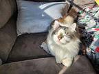Gnome (Ask to meet me!) Domestic Longhair Adult Male