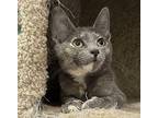 Josie Domestic Shorthair Kitten Female