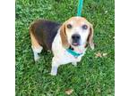 Daisy Beagle Adult Female