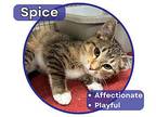 Spice Domestic Shorthair Kitten Male