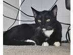 Patrick Domestic Shorthair Young Male