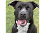 Adopt Crosby a Black Border Collie / Mixed Breed (Medium) / Mixed dog in