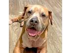 Adopt Giovanni a Tan/Yellow/Fawn Mastiff / Mixed Breed (Large) / Mixed dog in