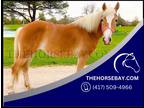 Registered Chestnut Haflinger Kid Friendly Mare - Available on [url removed]