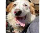Adopt JINGLES a Australian Shepherd / Mixed dog in Pt. Richmond, CA (33728006)