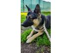 Adopt Valentino a Tan/Yellow/Fawn German Shepherd Dog / Mixed dog in Selma