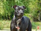 Adopt Bonnie a Black Mixed Breed (Medium) / Mixed dog in Freeport, IL (32090215)