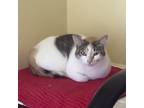 Adopt Patches a Calico or Dilute Calico American Shorthair (short coat) cat in