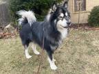 Adopt Shadow a Black - with White Alaskan Malamute / Mixed dog in Mt Prospect
