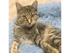 Adopt Gypsy a Gray or Blue Domestic Shorthair / Mixed cat in Foley
