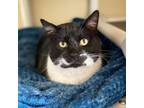 Adopt Sylvester a All Black Domestic Shorthair / Mixed cat in Fredericksburg