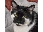 Adopt Moustache a Black & White or Tuxedo Domestic Shorthair (short coat) cat in