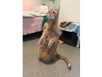 Adopt Linus a Orange or Red Domestic Shorthair (short coat) cat in Manchester