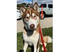 Adopt QUINCY a Brown/Chocolate Husky / Mixed dog in Huntington Beach