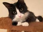 Adopt Rumble a Black & White or Tuxedo Domestic Longhair (long coat) cat in