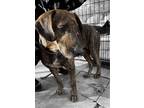 Adopt Dakota a Brindle - with White Plott Hound / Mixed dog in Millen