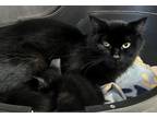 Adopt Ursula a All Black Domestic Shorthair (short coat) cat in Stockton