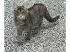 Adopt Nutmeg a Gray, Blue or Silver Tabby Domestic Shorthair (short coat) cat in