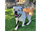 Adopt Charlie a White - with Brown or Chocolate Mixed Breed (Large) / Mixed dog