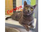 Adopt Carolyn a Gray or Blue Domestic Shorthair (short coat) cat in schenectady