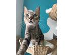 Adopt Foxy Brown a Tan or Fawn Tabby Colorpoint Shorthair (short coat) cat in