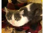 Adopt pJ a Gray or Blue Domestic Shorthair (short coat) cat in Owenboro