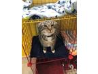 Adopt MINNIE MITTENS a Spotted Tabby/Leopard Spotted Domestic Shorthair (short