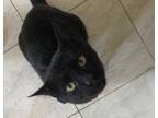 Adopt Oscar a All Black Domestic Shorthair (short coat) cat in Owenboro