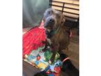 Adopt Darcy a Brown/Chocolate Staffordshire Bull Terrier / Mixed dog in Lowell