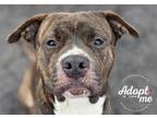 Adopt Meatball a Brindle - with White Pit Bull Terrier / Mixed dog in Lyons