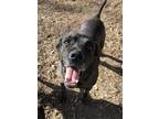 Adopt Abbott a Brindle Shepherd (Unknown Type) / Mixed dog in Lowell