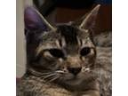 Adopt Sassipants Jo a Tan or Fawn Domestic Shorthair / Mixed cat in Tallahassee