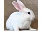 Adopt Frost a Californian / Mixed (short coat) rabbit in Scotts Valley